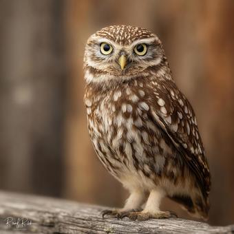 こちらを見つめる小さなフクロウの表情 こちらを見つめる小さなフクロウの表情の写真