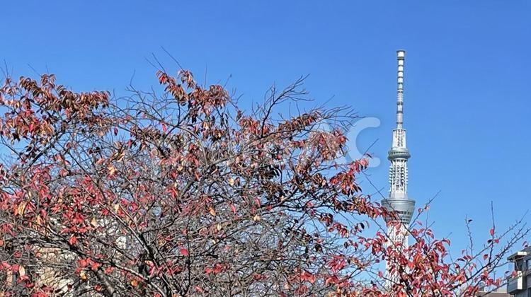 紅葉越しのスカイツリー 晴れ,スカイツリー,風景の写真素材