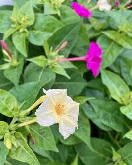 ２色の白粉花の写真