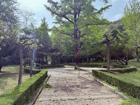 錦江山公園内の大きな木の写真