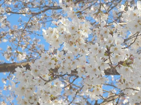 満開の桜_24 満開の桜_24 桜,満開,花の写真素材