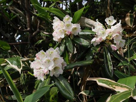 シャクナゲの花 シャクナゲの花 シャクナゲ,花,植物の写真素材