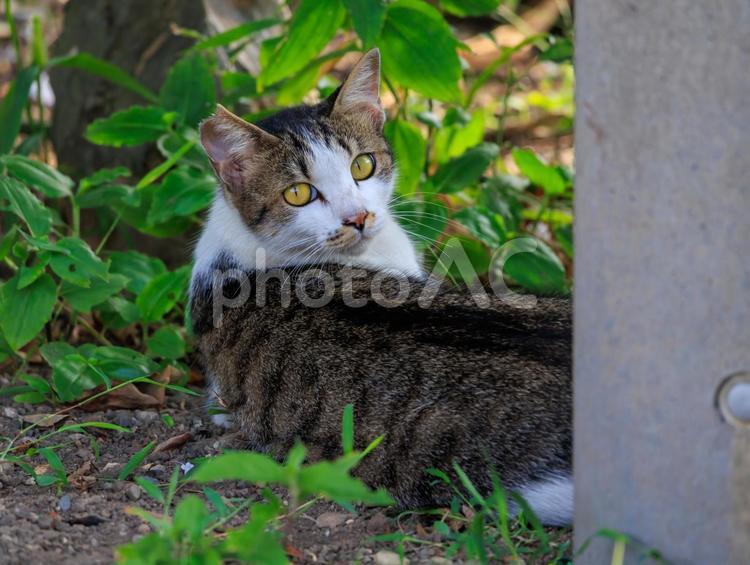 旅先で出会ったとても可愛い野良猫です。 野良猫,地域猫,捨て猫の写真素材