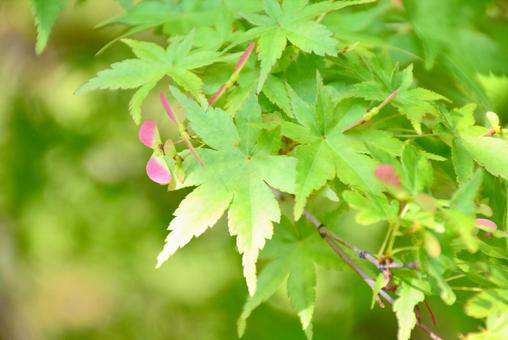 もみじの花 もみじの花の写真