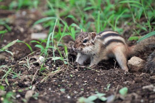 穴掘りで顔が土だらけのシマリス 1 穴掘りで顔が土だらけのシマリス 1の写真