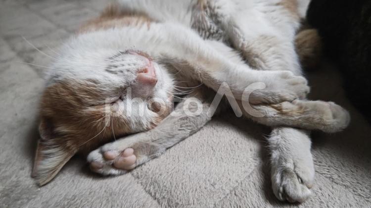 寝かせてにゃ 猫,ネコ,ハチワレの写真素材