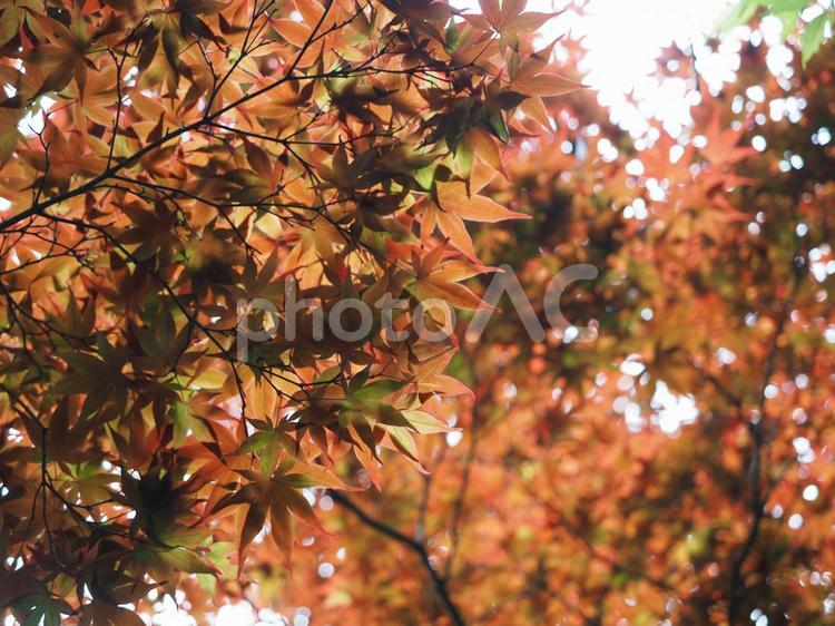 紅葉　秋のイメージ 紅葉,秋イメージ,もみじの写真素材
