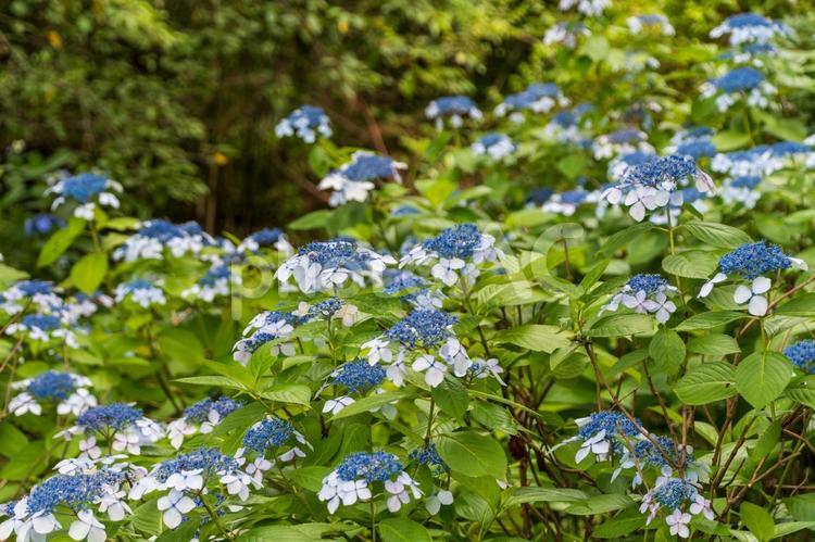 ガクアジサイの爽やかな青い花 ガクアジサイ,紫陽花,青い花の写真素材