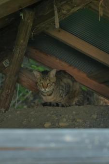 Photo, cat, rain shelter, cute, 