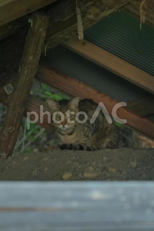 雨宿りの猫 猫,雨宿り,可愛いの写真素材