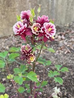 オダマキ オダマキ,花,植物の写真素材