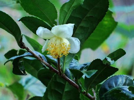 お茶の花 チャノキ,茶の木,花の写真素材