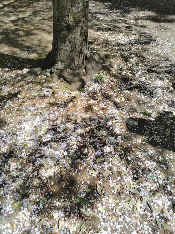 散った桜の花びら 桜の花びら,地面,花びらの写真素材