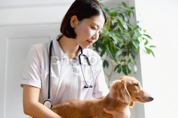 犬（動物・ペット）の診療をする女性の獣医 獣医,動物病院,犬の写真素材