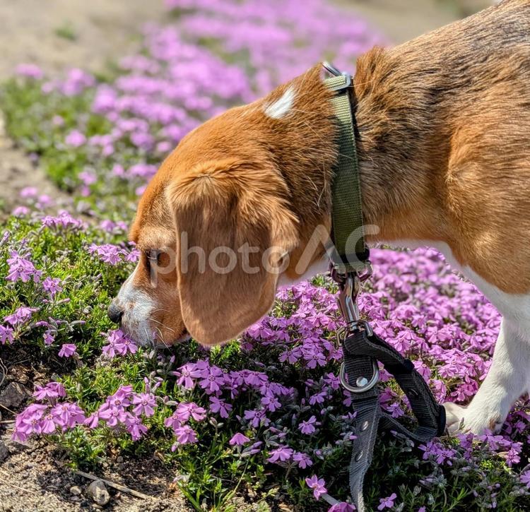 ビーグルの子犬と芝桜 ビーグル,子犬,仔犬の写真素材