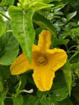 カボチャの花 カボチャの花の写真