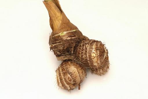 里芋収穫 野菜,さといも,根菜の写真素材