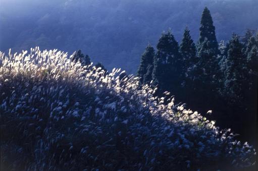山間のススキ4 山間のススキ4の写真
