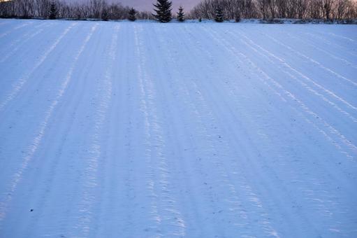 雪が降り積もった夜明け前の冬の畑 雪が降り積もった夜明け前の冬の畑 冬,畑,北海道の写真素材