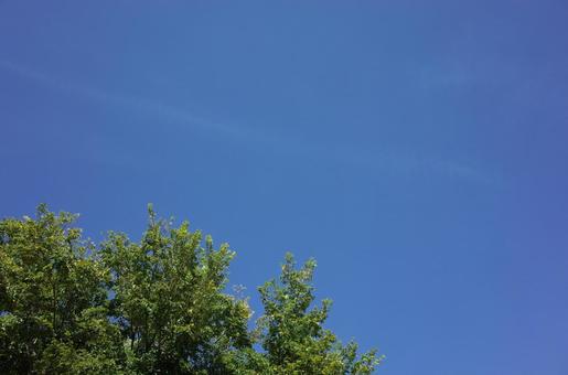 青空と木 青空と木の写真