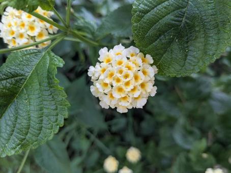 シチヘンゲ（ホワイト） シチヘンゲ,ランタナ,花の写真素材