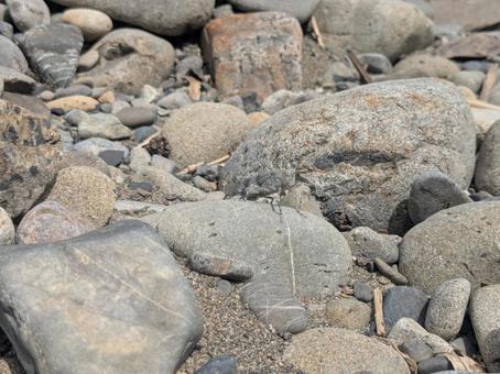 カワラバッタ カワラバッタ,バッタ,昆虫の写真素材