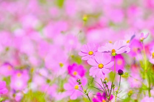 爽やかで可愛い　コスモスの花 コスモス畑,コスモス,ピンク色の写真素材
