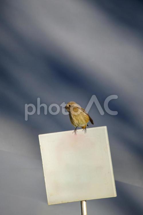 東京ミッドタウンのプレートとジョウビタキ プレート,季節,小鳥の写真素材