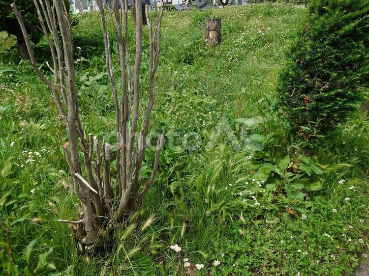 枯れ木と草原 枯れ木,草原,草の写真素材