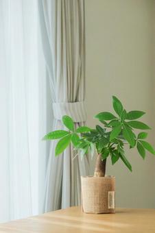 小さなパキラ 観葉植物,グリーン,植物の写真素材