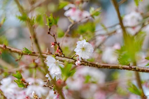 淡い白い桜の花と若葉 桜,サクラ,花の写真素材