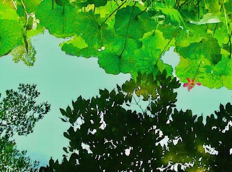 水面に映る蓮と木々 水面,ハス,はすの写真素材