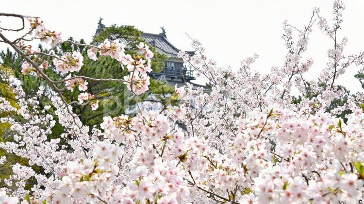 満開の桜が美しい　岡崎城 岡崎城,日本100名城,龍ヶ城の写真素材