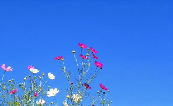 秋晴れの青空に映えるコスモスの花 秋晴れの青空に映えるコスモスの花 コスモス,秋桜,秋の写真素材