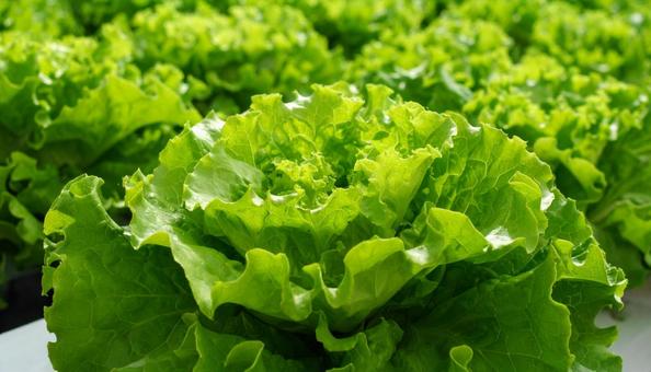 野菜工場 レタスの栽培 野菜工場 レタスの栽培の写真