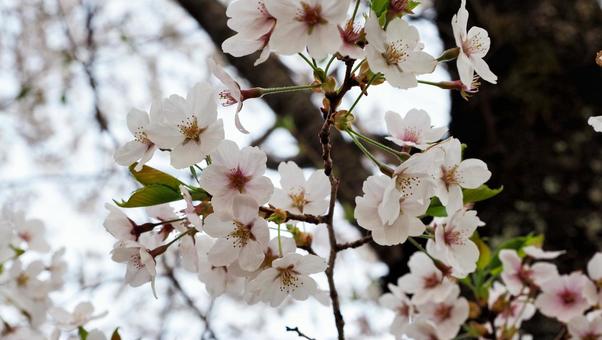 桜 桜 桜,山,自然の写真素材