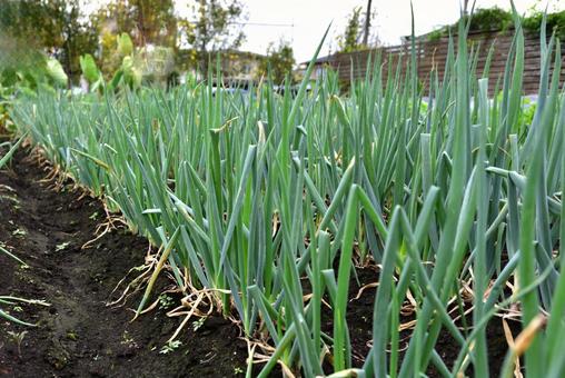 ネギ畑 ネギ,畑,野菜の写真素材