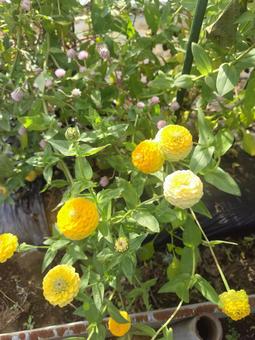 花 自然,雑草,木の写真素材