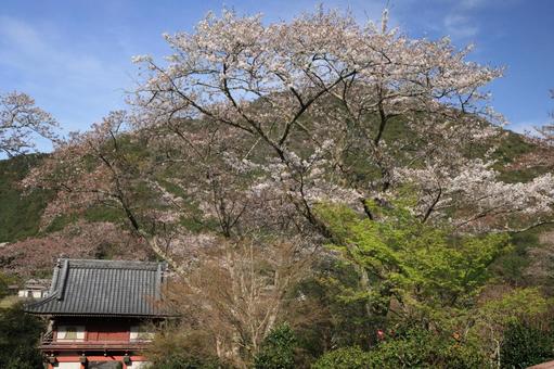 桜と山門 桜と山門の写真
