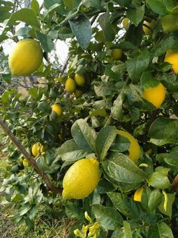 レモン栽培 レモン,果実,果樹の写真素材