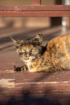 日向ぼっこするべっ甲猫 猫,動物,ペットの写真素材