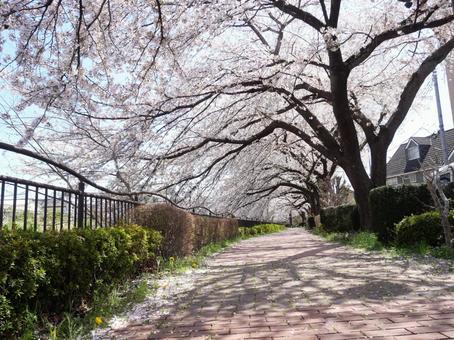 桜並木の散歩道 桜並木の散歩道の写真