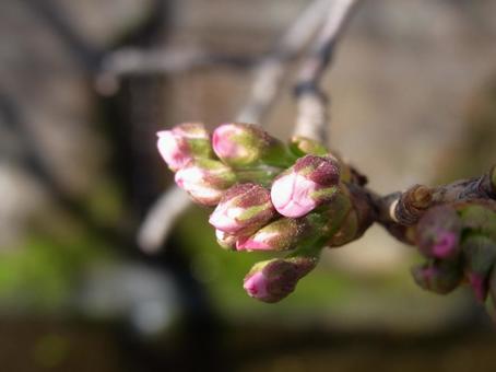 March: Can't wait for the Somei-Yoshino cherry blossoms to bloom, JPG March: Can't wait for the Somei-Yoshino cherry blossoms to bloom, JPG