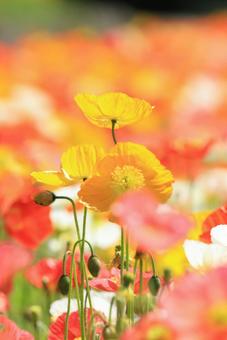 Iceland Poppy Poppy, JPG Iceland Poppy Poppy, JPG