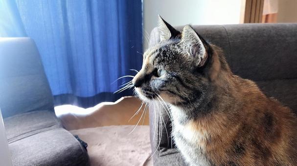 Photo, summer heat, summer 2025, cat, 