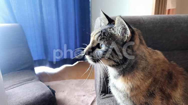 しあわせの麦わら猫（ササミを待つ編） 酷暑,2025夏,ねこの写真素材