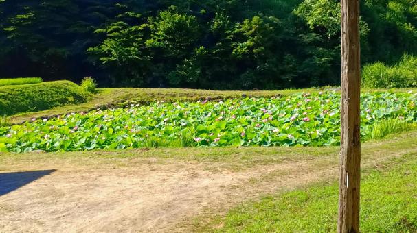 二ツ屋・二千年蓮までの道 二ツ屋・二千年蓮までの道の写真