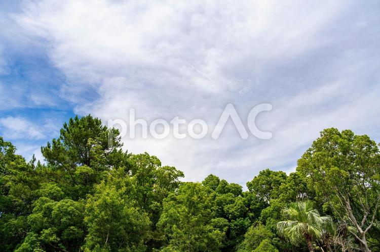 広がる空と淡い色彩の森 空,雲,夏の写真素材
