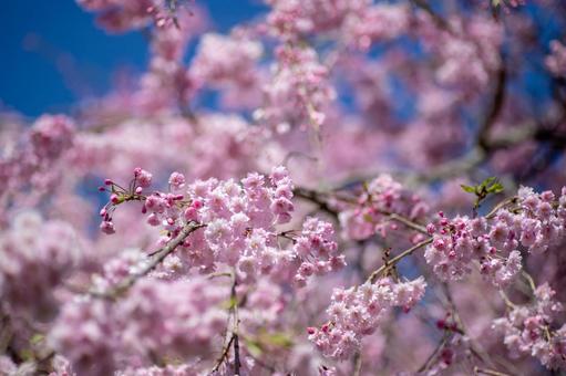 風景素材 晴れた日の公園の綺麗な枝垂れ桜の花 風景素材 晴れた日の公園の綺麗な枝垂れ桜の花の写真