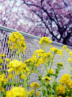 菜の花の写真